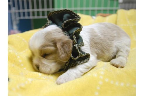 成約済の埼玉県のキャバリアキングチャールズスパニエル-52512の3枚目